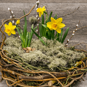 Daffodil Nest