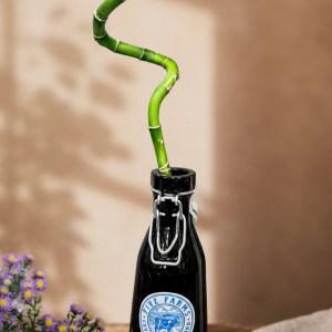 Lucky Bamboo Bottle Garden